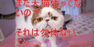 天猫の使い方